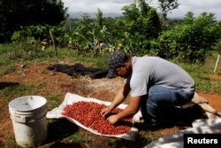 FILE - A worker sorts recently harvested robusta coffee beans at Finca El Alto in Gaspirilla, Capira District, Panama, Dec. 28, 2017.