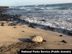 A hawksbill turtle at Hawaii Volcanoes National Park