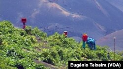 Vinhas, Fogo, Cabo Verde