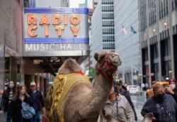 Seekor unta dikawal menyusuri jalan ke Radio City Music Hall, New York, 2 November 2021. Unta, domba, dan keledai kembali ditampilkan dalam adegan "Living Nativity" bagian dari pertunjukan menyambut Natal yang dibintangi Radio City Rockettes.