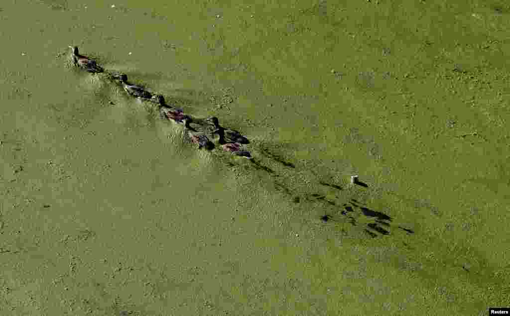 Ducks swim along an algae-covered section of the River Soar in Leicester, Britain.