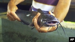 Catfish farming is a moderate-sized industry, but it has been at the center of a dispute in the U.S. Senate.