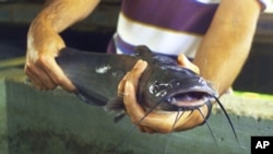 FILE - A catfish in Kentucky.