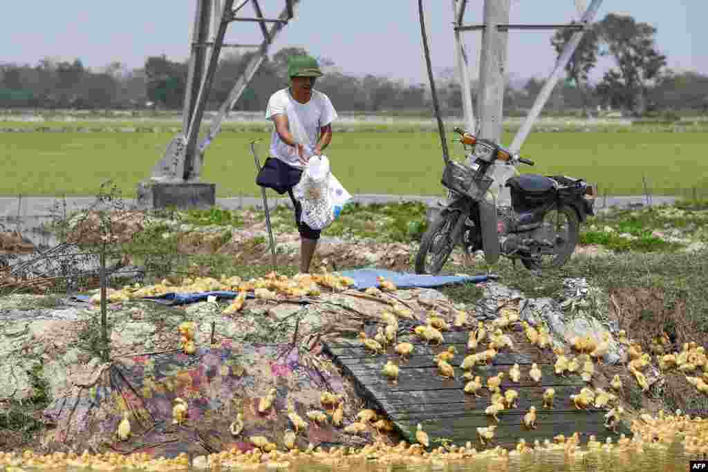 A farmer feeds a flock of ducklings at a private farm in Hanoi, Vietnam. 