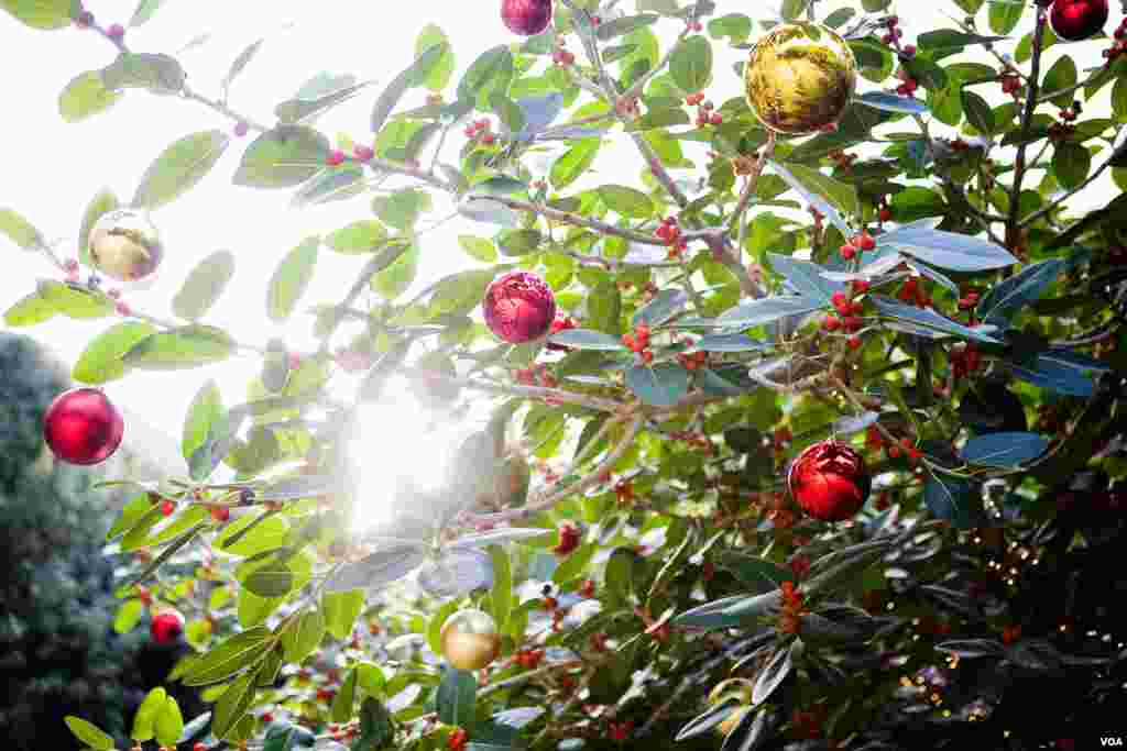 On the campus of the American University of Beirut, golden balls and green leaves make for a Mediterranean Christmas scene, Lebanon, December 2012. (VOA/V.Undritz) 