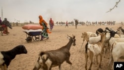 FILE - A woman transports animal feed in a wheelbarrow that was distributed under a European Union (EU) funded project in Ethiopia, April 8, 2016.