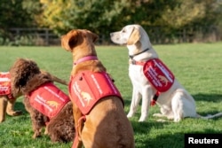 Dogs from charity Medical Detection Dogs, are seen in Milton Keynes, Britain, Oct. 22, 2018. The organization sees a future where malaria-sniffing dogs greet travelers at ports of entry, helping medical personnel sniff out infected travelers.