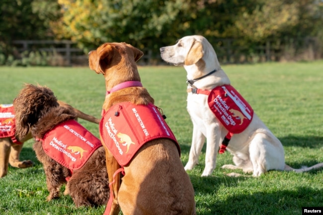 Dogs from charity Medical Detection Dogs, are seen in Milton Keynes, Britain, Oct. 22, 2018. The organization sees a future where malaria-sniffing dogs greet travelers at ports of entry, helping medical personnel sniff out infected travelers.