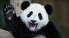 FILE - One-year-old female giant panda cub Nuan Nuan reacts inside her enclosure during joint birthday celebrations for the panda and her 10-year-old mother, Liang Liang, at the National Zoo in Kuala Lumpur, Aug. 23, 2016.