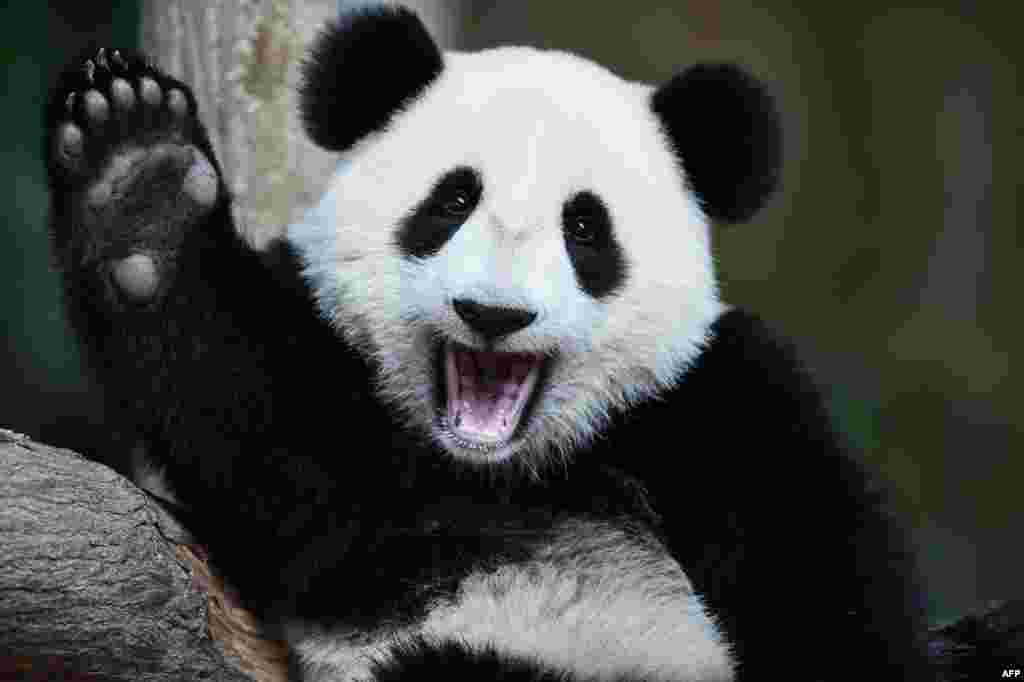 One-year-old female giant panda cub Nuan Nuan reacts inside her enclosure during joint birthday celebrations for the panda and its 10-year-old mother Liang Liang at the National Zoo in Kuala Lumpur, Malaysia.