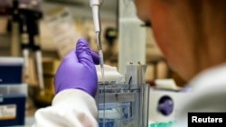 A scientist studies proteins in a lab at the Institute of Cancer Research in Sutton, England, 2013. (PHOTO REUTERS/Stefan Wermuth)