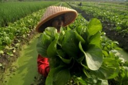 Seorang petani menunjukkan sayuran yang baru dipanen di Desa Debong, Tegal, 9 Januari 2017. (Foto: Oky Lukmansyah/Antara via Reuters)