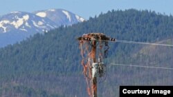 Ospreys Land in Bind with Baling Twine, Fishing Line
