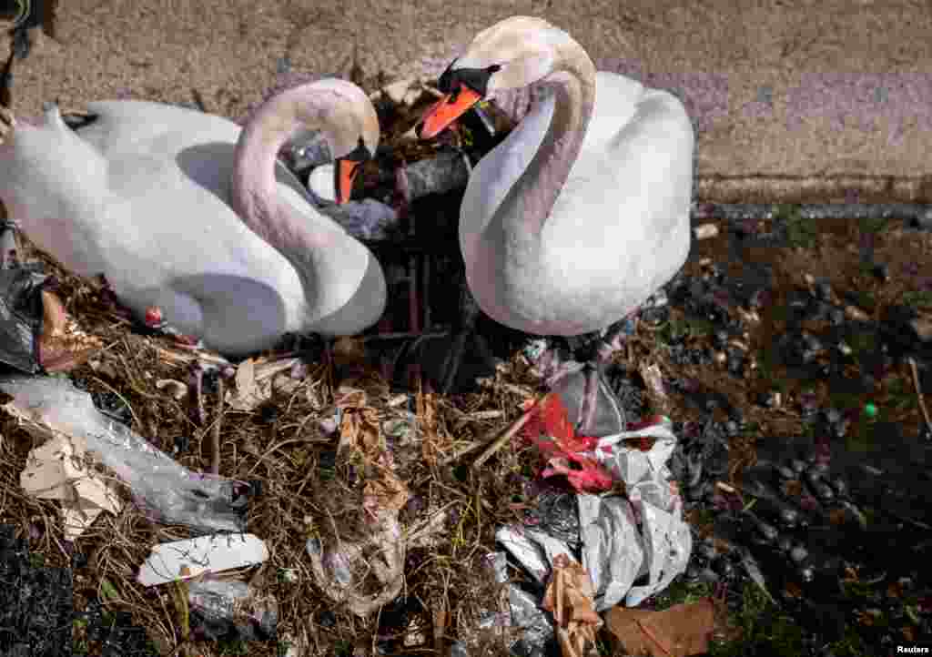 A Swan couple builds a nest out of waste and garbage at The Lakes in central Copenhagen, Denmark.