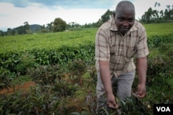 Nelson Kibara grows purple tea bushes alongside green tea on his farm near Kerugoya, Kenya, Oct. 28, 2014. (Hilary Heuler / VOA)