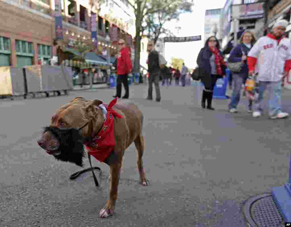 A pit bull named Lilly wears a beard as it walks around Fenway Park before Game 2 of baseball's World Series between the Boston Red Sox and the St. Louis Cardinals, Oct. 24, 2013, in Boston.