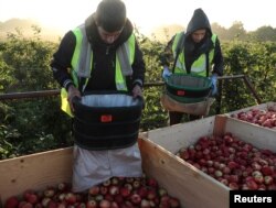 FILE - Migrant workers pick apples at Stocks Farm in Suckley, Britain, Oct. 10, 2016.