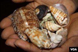 A photo shows shells South African sangoma Nozo Zintoyinto throws to predict future events, including the outcomes of African Nations Cup soccer matches. (D. Taylor/VOA)