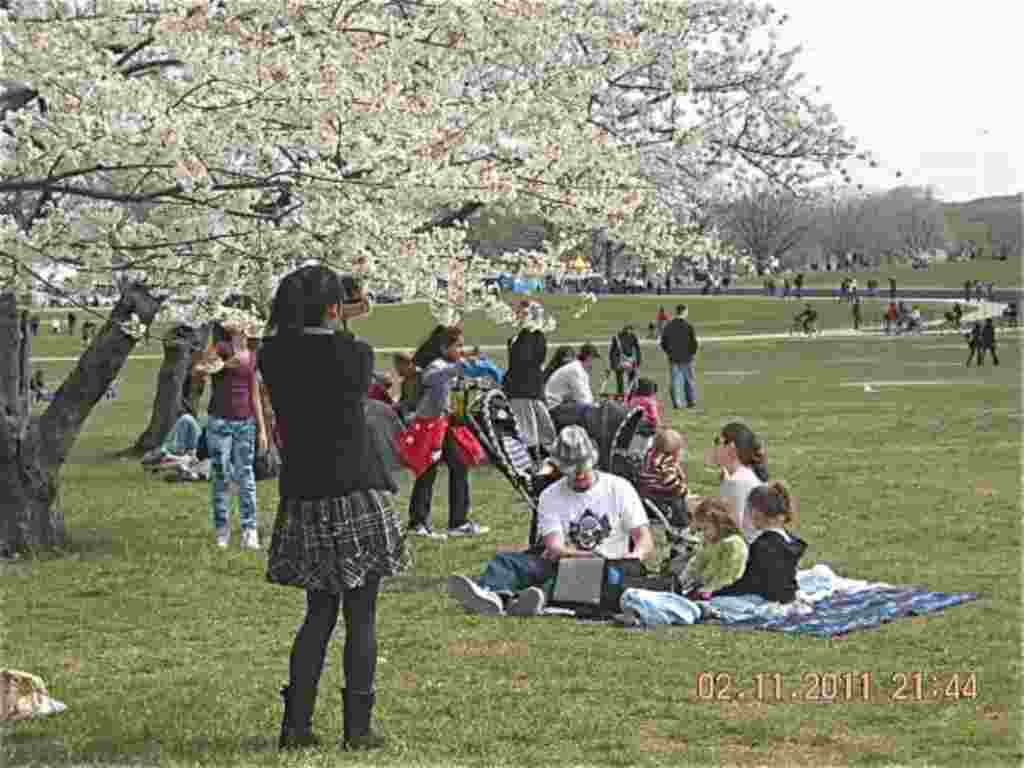 فستیوال شکوفه های گیلاس در واشنگتن ۲۰۱۱