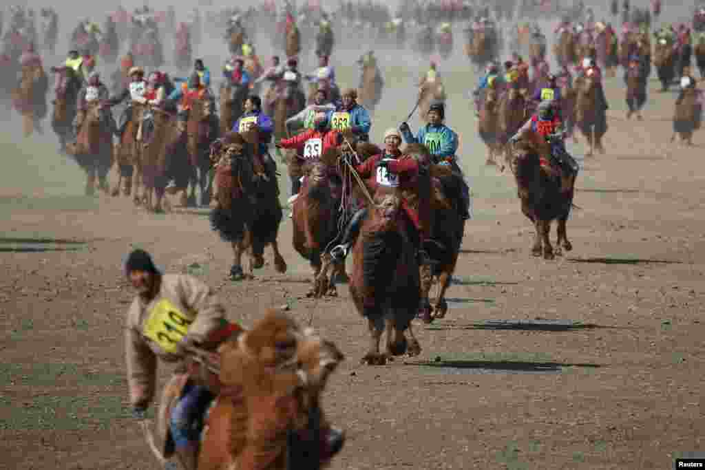 Contestants ride during a camel race at &quot;Temeenii bayar&quot;, the Camel Festival, in Dalanzadgad, Umnugobi aimag, Mongolia.