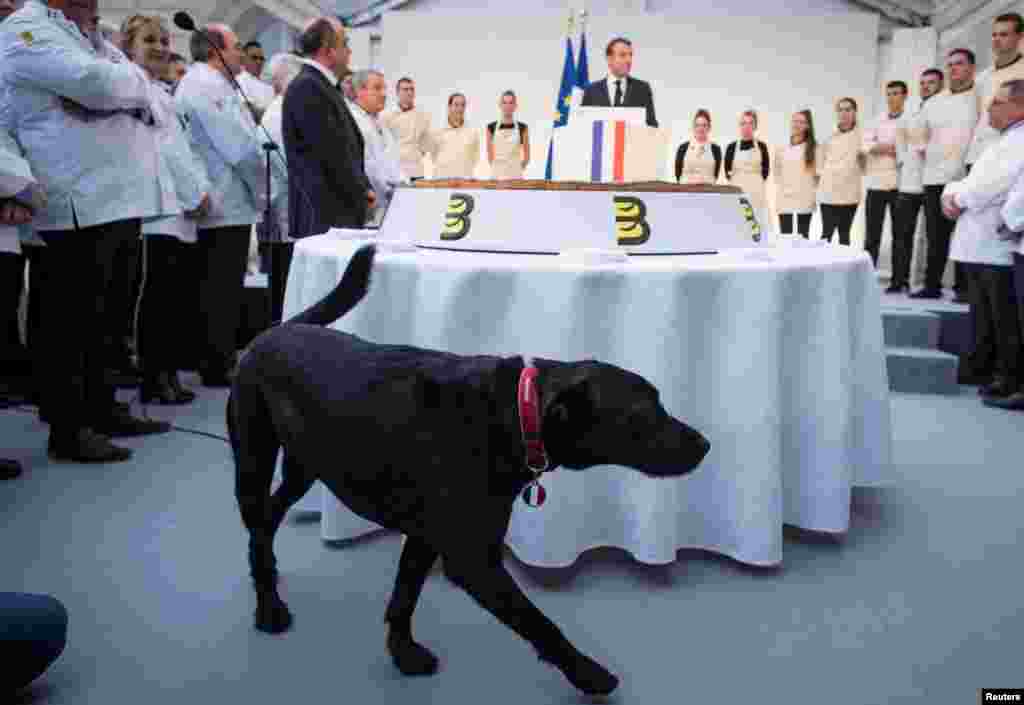 French President Emmanuel Macron&#39;s pet dog Nemo walks past a traditional epiphany cake as Macron delivers a speech during a ceremony at the Elysee palace in Paris.