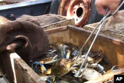 Fresh-caught crabs from the Gulf of Mexico await the market