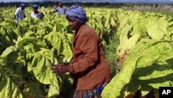 FILE: Farm workers harvest tobacco leaves.