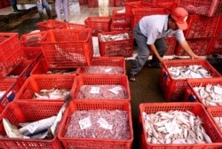 Seorang pria memilah ikan setelah diturunkan dari kapal nelayan setempat di pelabuhan, 14 Mei 2001. (Foto: Reuters/Darren Whiteside)