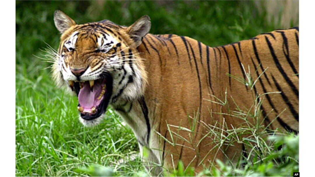 The oil spill threatens the Bengal tiger's mangrove forest habitat in Bangladesh.