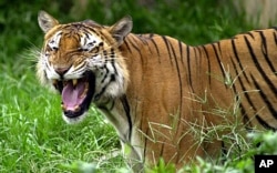 The oil spill threatens the Bengal tiger's mangrove forest habitat in Bangladesh.