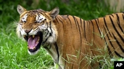 A Royal Bengal tiger roars at the Dhaka zoo at Mirpur district in Dhaka, Bangladesh (2003 file photo)
