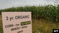 Nova istraživanja pokazuju da organski uzgoj usjeva daje tipično manji prinos od onoga uz pomoć umjetnih gnojiva i pesticida