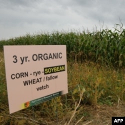 A new study shows organic crops typically yield less than those raised with artificial fertilizers and pesticides