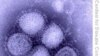 世卫建议孕妇服用达菲对抗甲型H1N1流感