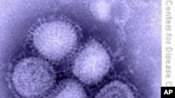 世卫建议孕妇服用达菲对抗甲型H1N1流感
