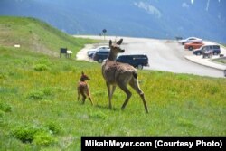 Deer are among the wildlife that call Olympic National Park home.