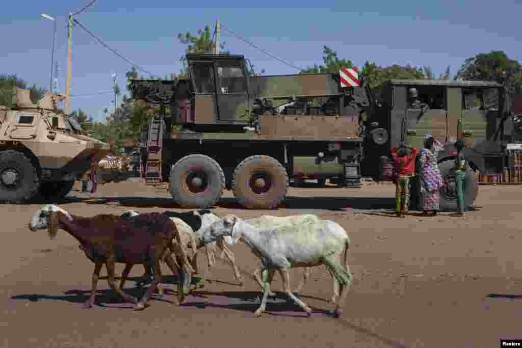 Goats walk past a French military convoy refuelling in Markala, Mali, January 18, 2013.