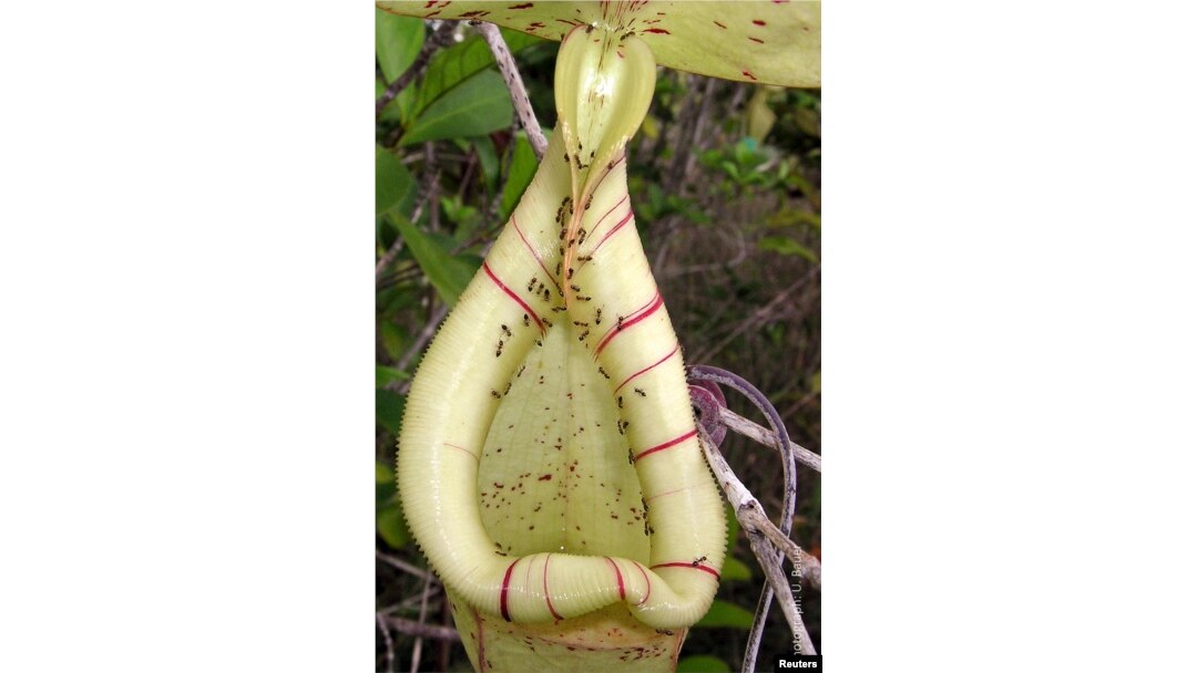 The trap of an insect-eating Nepenthes pitcher plant, swarming with nectar-collecting ants, is seen in this undated handout picture courtesy of Dr. Ulrike Bauer, University of Bristol, U.K.