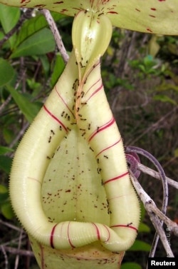The trap of an insect-eating Nepenthes pitcher plant, swarming with nectar-collecting ants, is seen in this undated handout picture courtesy of Dr. Ulrike Bauer, University of Bristol, U.K.