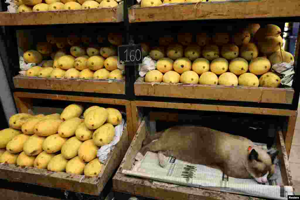 A cat sleeps in a box in a mango shop in Bangkok, Thailand, Dec. 6, 2018.