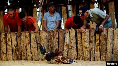 Thomotv Where Cockfighting Enthusiasts Bet