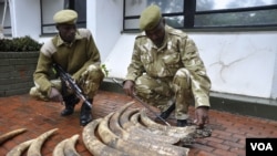 Des gardes forestiers kenyans affichant des défenses d'éléphant saisies à Nairobi des mains d’un contrebandier présumé, selon qui, les 19 défenses provenaient de la Tanzanie, 31 mars 2013. (KWS)