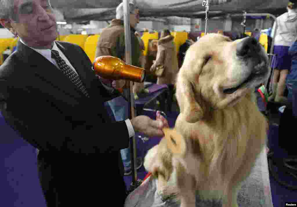 Groomer Brian Still blows out Henry, a Golden Retriever, during the 137th Westminster Kennel Club Dog Show in New York, February 12, 2013. 