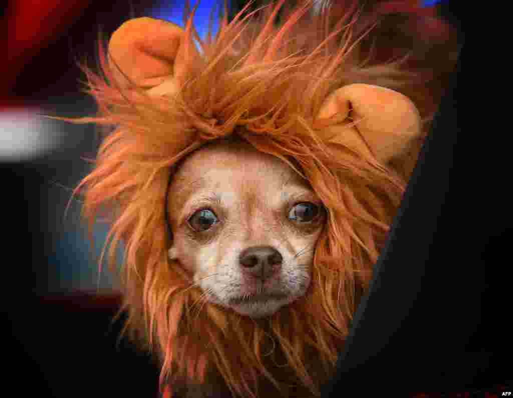 Dogs dressed in Halloween costumes are displayed during the annual Haute Dog Howl&#39;oween parade in Long Beach, California, Oct. 30, 2016.