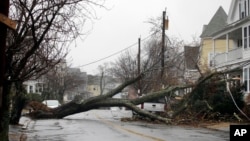 2일 미국 동부 매사추세츠주 스웜프스캇에서 이례적인 강풍으로 주택가 나무가 쓰러졌다.