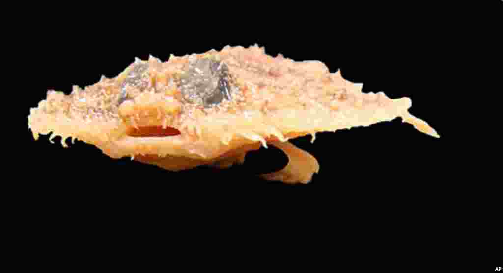 The Louisiana Pancake Batfish was discovered in the Gulf of Mexico. (Prosanta Chakrabarty, Louisiana State University)