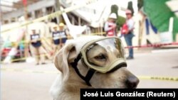 Frida, perra de rescate de la Marina, durante las operaciones tras sismo en Ciudad de México, México, 22 septiembre 2017