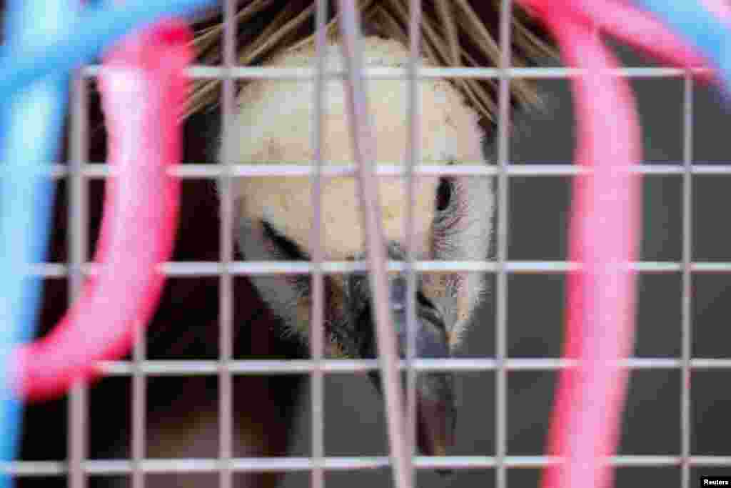 Dobrila, a female griffon vulture is seen inside a cage at the Nikola Tesla Airport in Belgrade, on its way back to its native Serbia. The vulture flew for months, reaching the Turkish-Syrian border, before being flown back home.