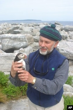 It took eight years from the time Stephen Kress moved the first first puffin chicks to Eastern Egg Rock until the first nesting pair appeared in 1981.