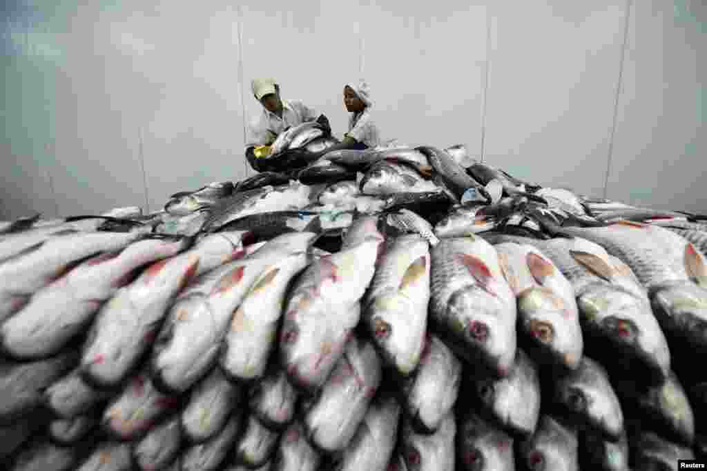 Employees work at a fish export factory at Hlaing Tharyar Industrial Zone in Rangoon, Burma.